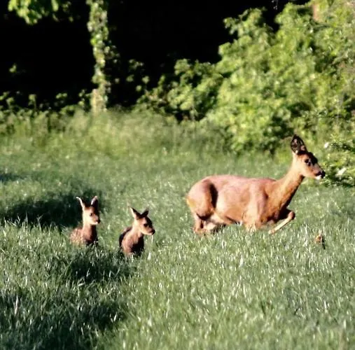 Bed & Kersenbloesem Апартаменты