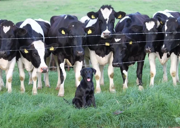 Apartmán Bed & Kersenbloesem Nijswiller